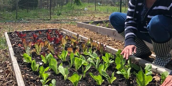 WAIM Community Garden Volunteer