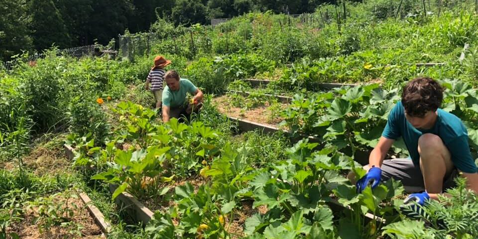 WAIM Community Garden